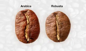Nahaufnahme von zwei Kaffeebohnen, die die Kaffee Unterschiede zwischen Arabica und Robusta zeigen.