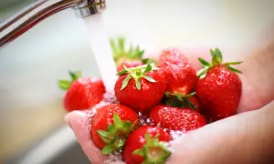 Frische Erdbeeren werden in den Händen unter fließendem Wasser gewaschen.