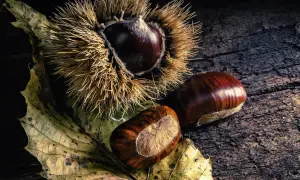 Maronen-Zubereitung: Eine stachelige Marone liegt neben zwei glänzenden Früchten auf einem Herbstblatt.