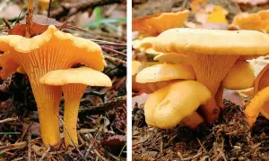 Gelbe Pfifferlinge wachsen im Wald auf moosigem Boden. Suche unter Laub und Nadeln.