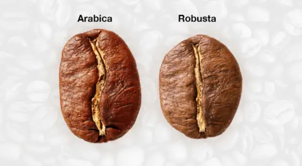 Nahaufnahme von zwei Kaffeebohnen, die die Kaffee Unterschiede zwischen Arabica und Robusta zeigen.