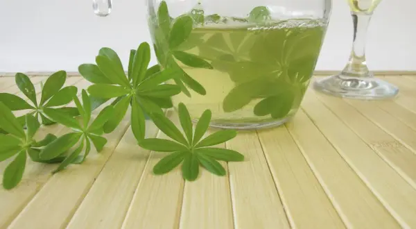 Frische Waldmeisterblätter schwimmen in einer Karaffe mit einer hellgelben Flüssigkeit, bereit für eine erfrischende Mai bowle.