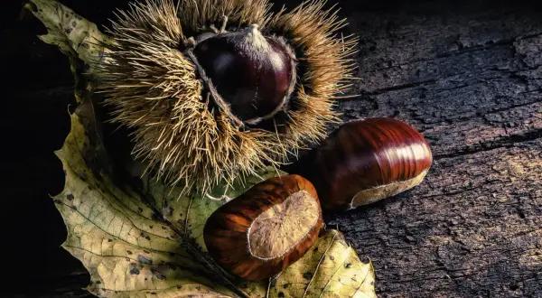 Maronen-Zubereitung: Eine stachelige Marone liegt neben zwei glänzenden Früchten auf einem Herbstblatt.