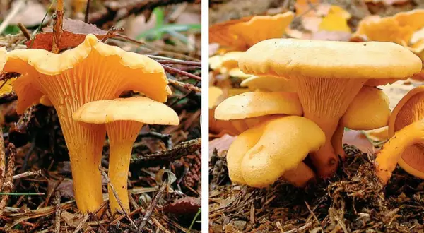 Gelbe Pfifferlinge wachsen im Wald auf moosigem Boden. Suche unter Laub und Nadeln.