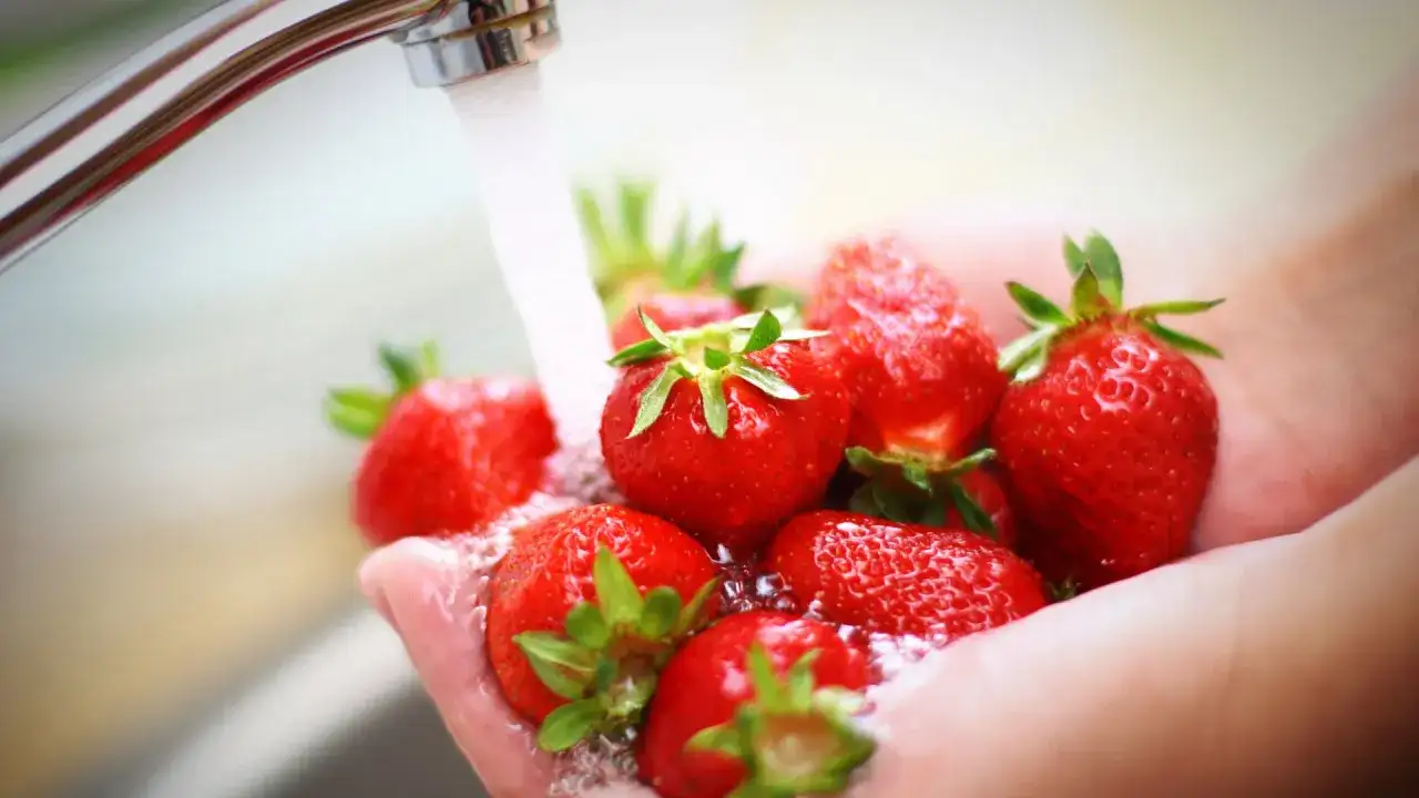 Frische Erdbeeren werden in den Händen unter fließendem Wasser gewaschen.
