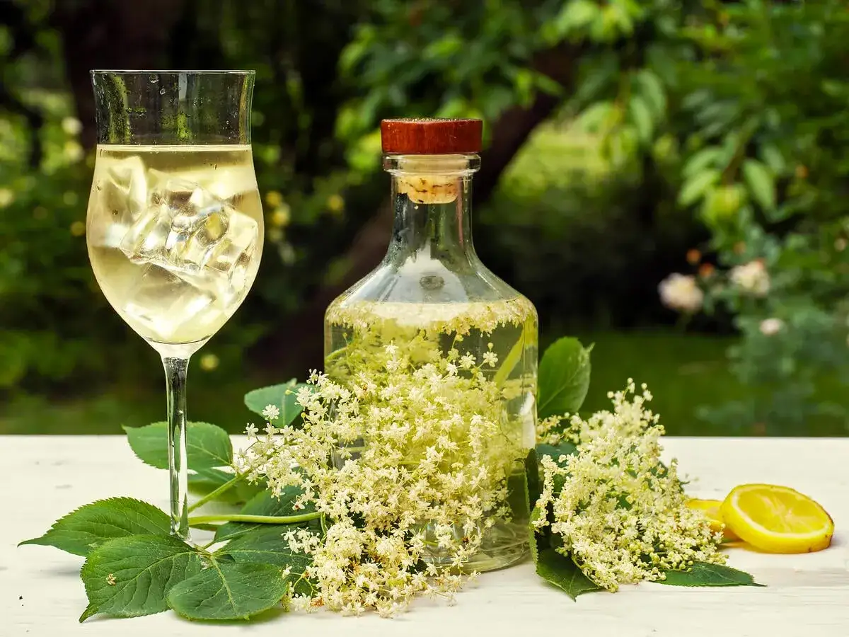 Ein Glas Holunderbl&uuml;ten-Limonade mit Eis, daneben eine Flasche selbstgemachten Holunderbl&uuml;tensirup, frische Bl&uuml;ten und Zitronenscheiben.