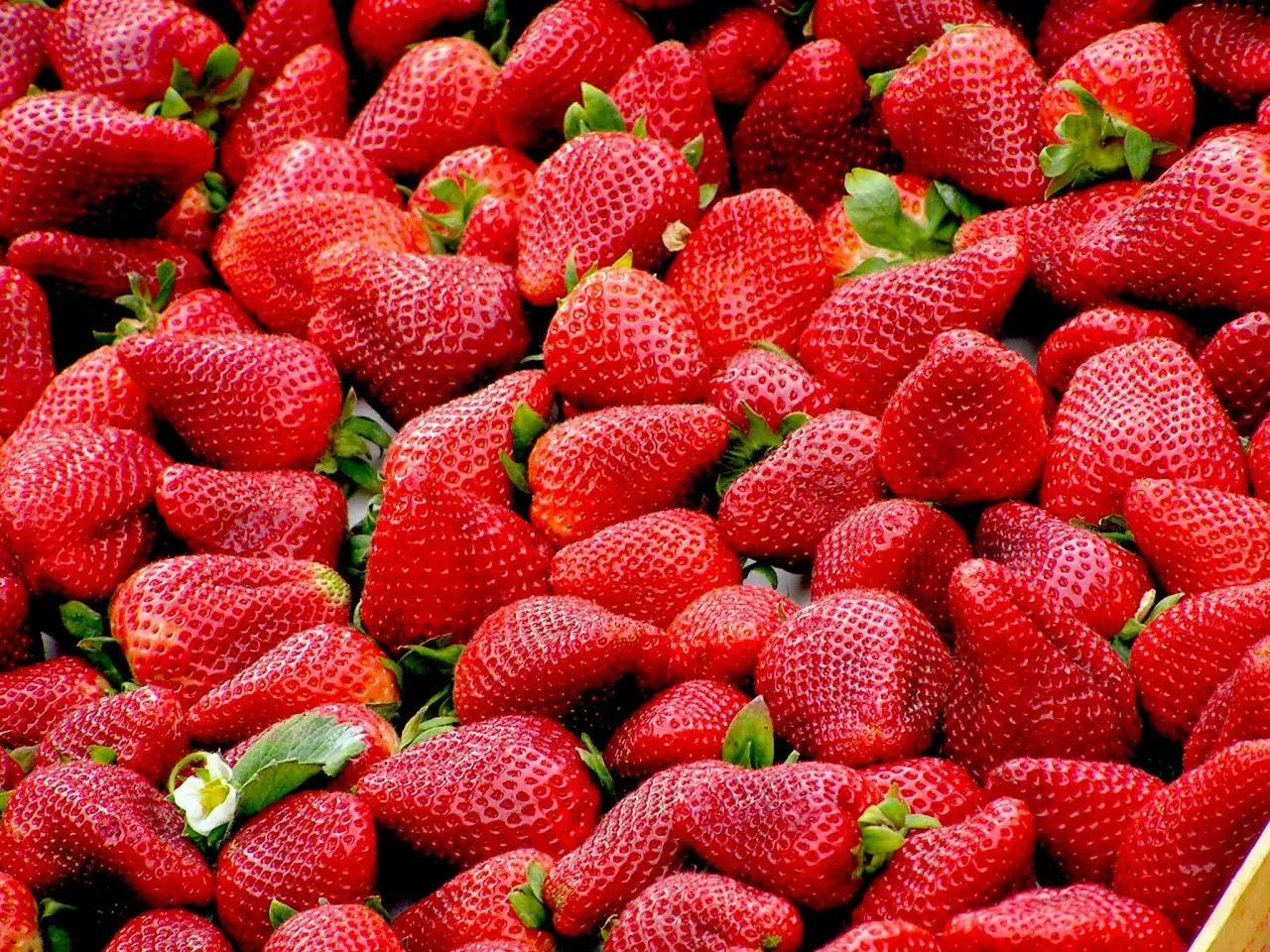 Frische, rote Erdbeeren, bereit, um gefriergetrocknete Erdbeeren selber machen zu k&ouml;nnen.