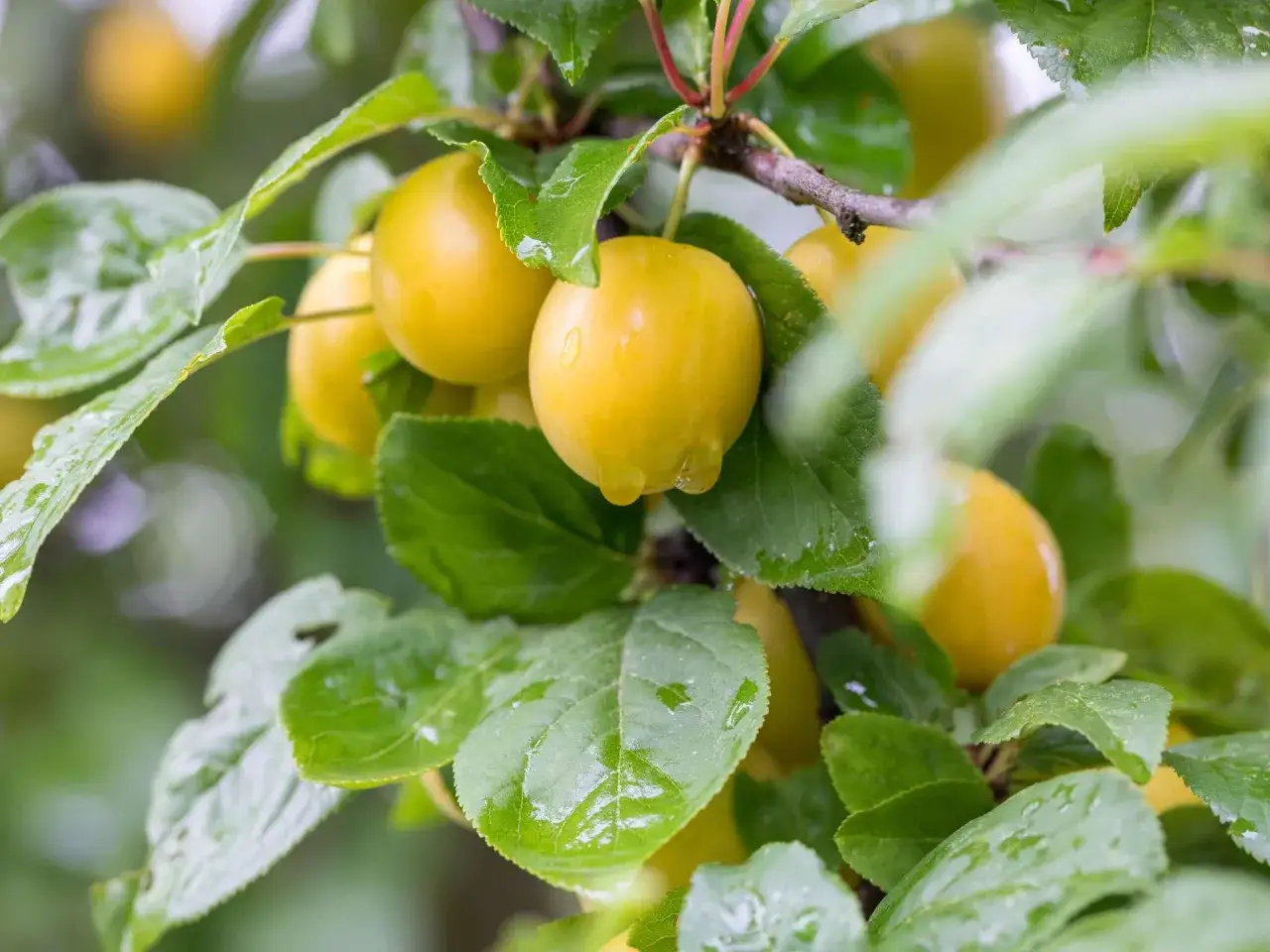 Reife Mirabellen am Baum, bereit, um Mirabellenschnaps selber zu machen. Tropfen auf den Bl&auml;ttern und Fr&uuml;chten.