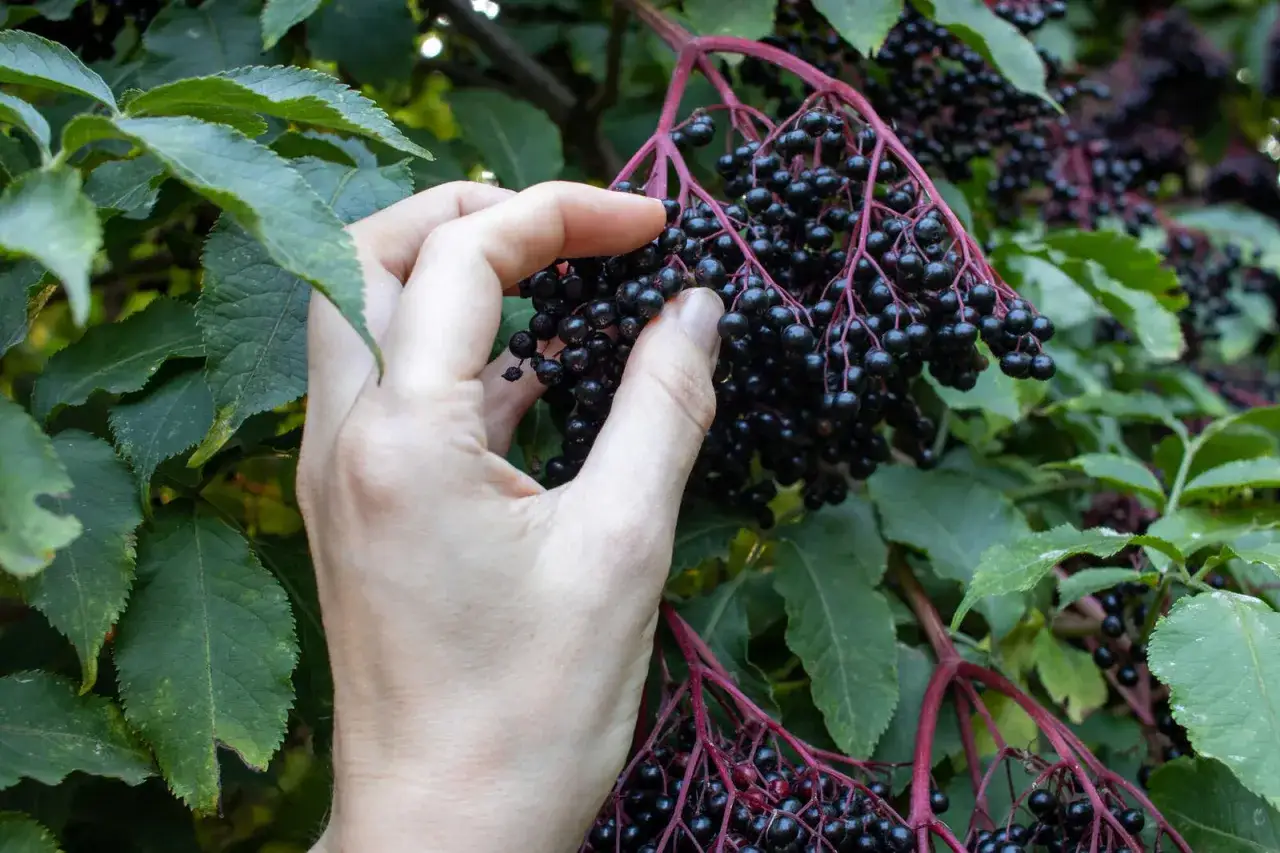 Hand pfl&uuml;ckt reife Holunderbeeren f&uuml;r ein leckeres Holundersaft Rezept.