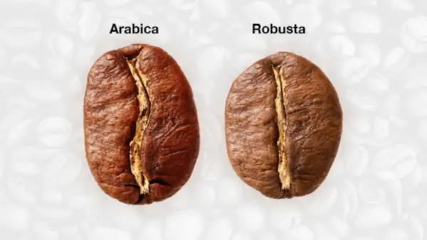 Nahaufnahme von zwei Kaffeebohnen, die die Kaffee Unterschiede zwischen Arabica und Robusta zeigen.